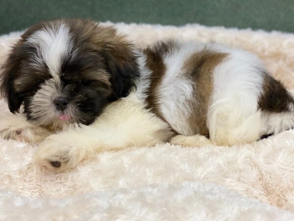Shih Tzu-DOG-Female-Black Brindle & White-8294-Petland San Antonio, TX