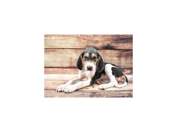 Walker Coonhound DOG Female Tri Color 5222 Petland San Antonio, TX