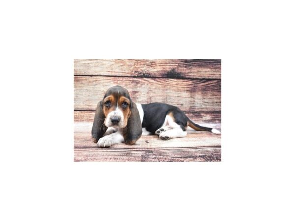 Basset Hound-DOG-Female-Black White & Tan-8317-Petland San Antonio, TX