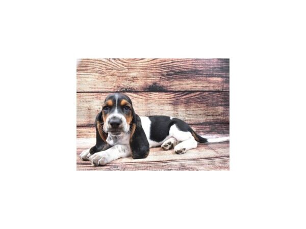 Basset Hound DOG Female Black White and Tan 5216 Petland San Antonio, TX