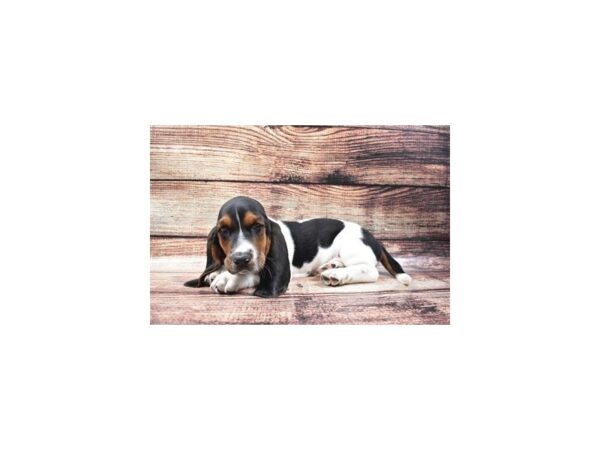 Basset Hound-DOG-Male-Black White and Tan-5215-Petland San Antonio, TX