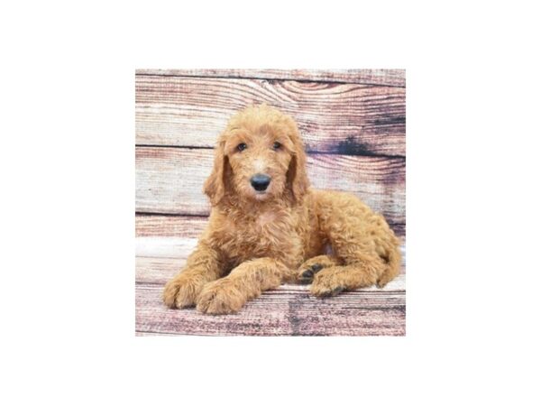 Goldendoodle 2nd Gen DOG Male Red 5219 Petland San Antonio, TX