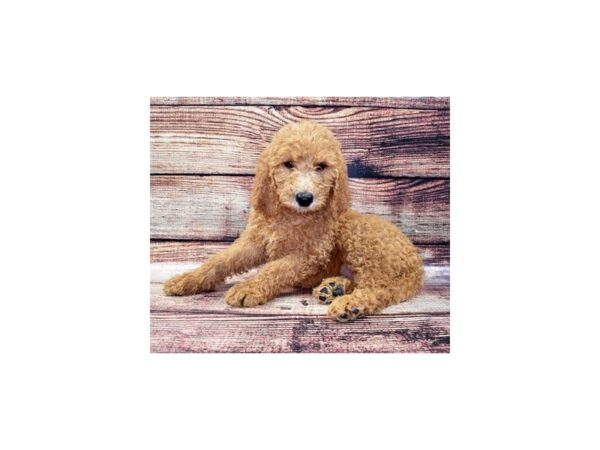 Goldendoodle DOG Female Red 8319 Petland San Antonio, TX