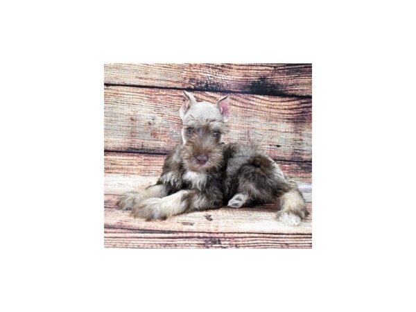 Miniature Schnauzer-DOG-Male-Liver & Pepper-8320-Petland San Antonio, TX