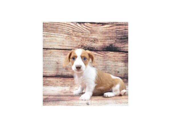 Dorkie-DOG-Male-Red-5217-Petland San Antonio, TX