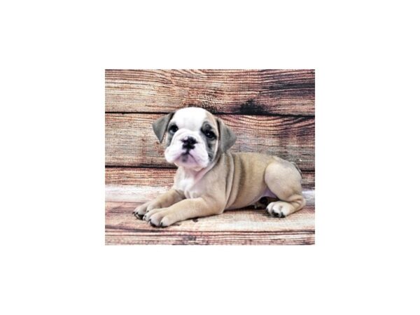 English Bulldog-DOG-Female-Red-5218-Petland San Antonio, TX