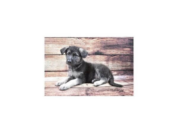 German Shepherd DOG Male Black and Silver 5221 Petland San Antonio, TX