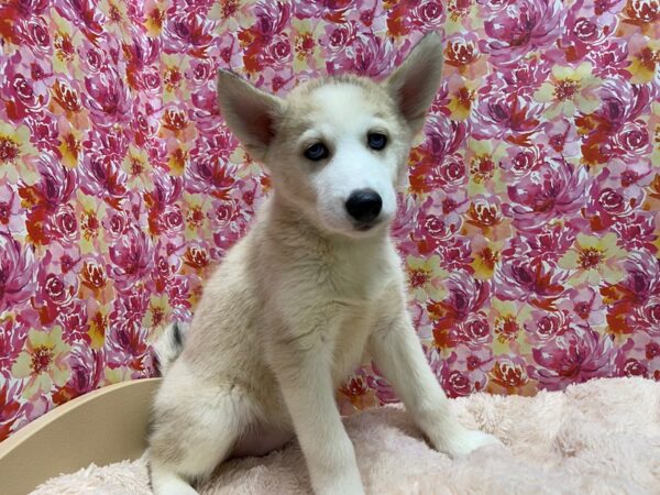 Siberian Husky DOG Female red 5238 Petland San Antonio, TX