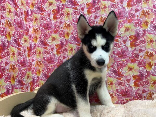 Siberian Husky DOG Male black 5237 Petland San Antonio, TX