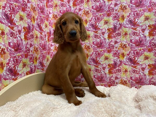 Irish Setter DOG Female red 5236 Petland San Antonio, TX