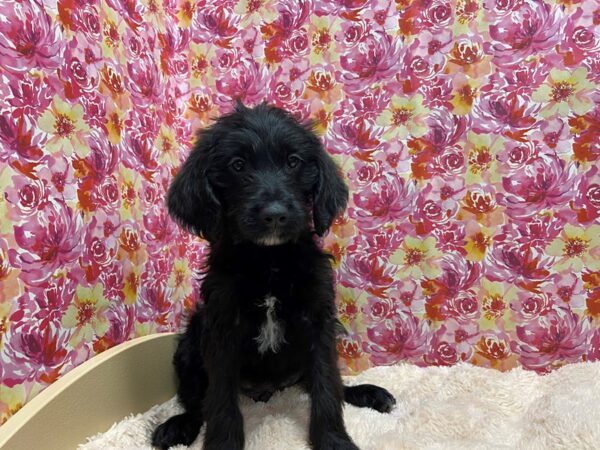 Labradoodle DOG Male blk wh mkgs 5235 Petland San Antonio, TX