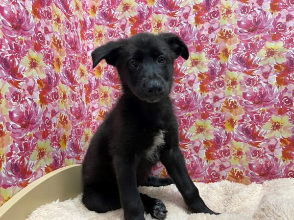 Great Pyrenees/German Shepherd DOG Female blk 5234 Petland San Antonio, TX