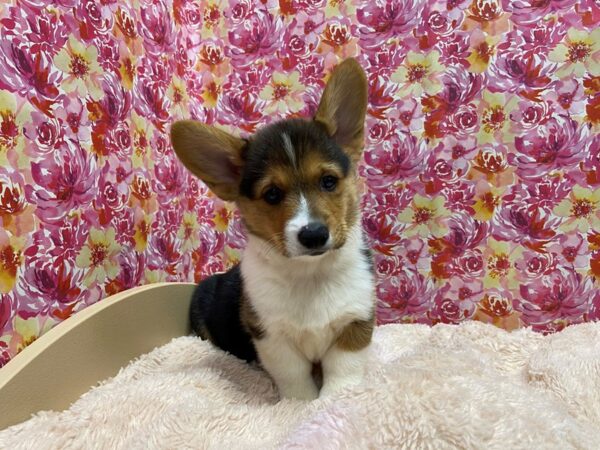 Pembroke Welsh Corgi DOG Male blk & tn wh mkgs 5233 Petland San Antonio, TX