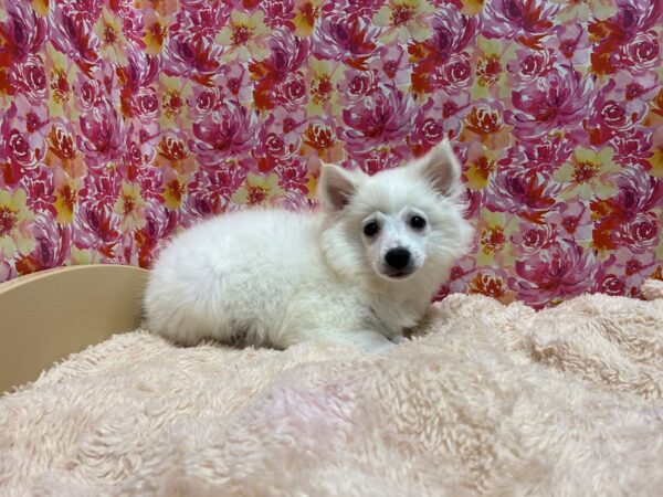 American Eskimo DOG Female wh 5232 Petland San Antonio, TX