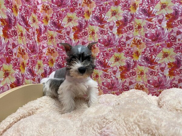 Miniature Schnauzer DOG Male wh slt & ppr parti 5225 Petland San Antonio, TX