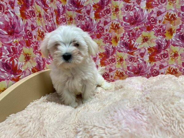 Maltese DOG Female wh, blk pts 5231 Petland San Antonio, TX