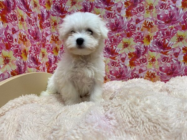 Maltese DOG Male wh, blk pts 5229 Petland San Antonio, TX