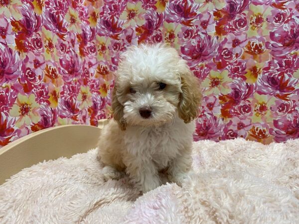 Poodle DOG Female apct, wh mkgs 5228 Petland San Antonio, TX