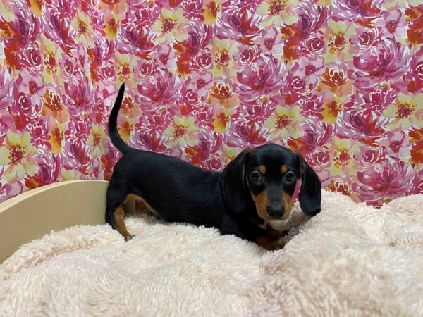 Dachshund DOG Male blk & tn 5227 Petland San Antonio, TX