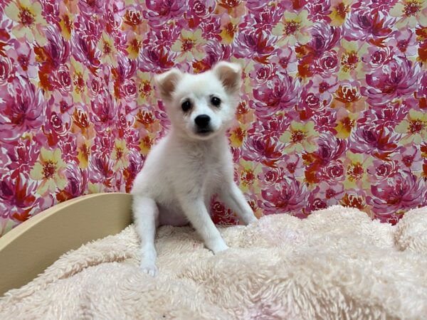 American Eskimo DOG Female wh 5226 Petland San Antonio, TX