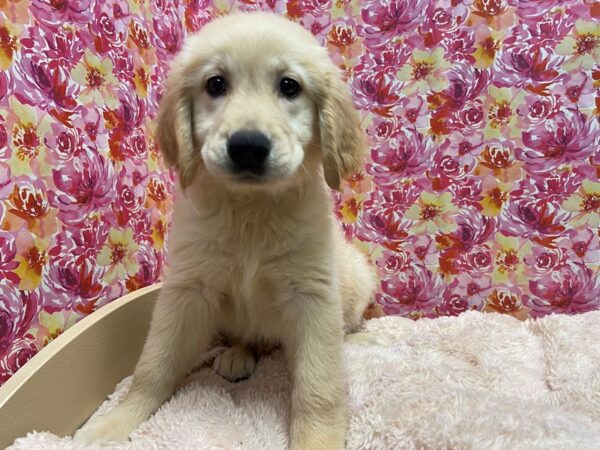 Golden Retriever-DOG-Female-lt gldn-5224-Petland San Antonio, TX