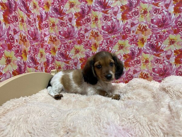 Dachshund-DOG-Male-rd sbl, pbld tkd-5230-Petland San Antonio, TX