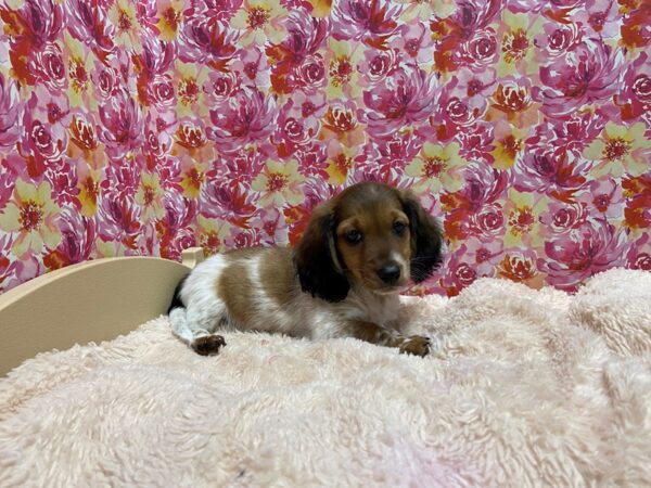 Dachshund DOG Male rd sbl, pbld tkd 5230 Petland San Antonio, TX