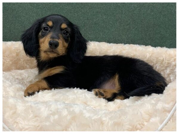 Dachshund DOG Male Black & Tan 8322 Petland San Antonio, TX