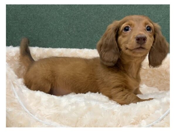 Dachshund DOG Male Chocolate & Tan 8323 Petland San Antonio, TX