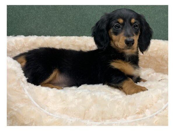 Dachshund DOG Female Black & Tan 8324 Petland San Antonio, TX