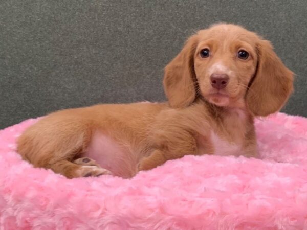 Dachshund DOG Female Red Cream 8325 Petland San Antonio, TX