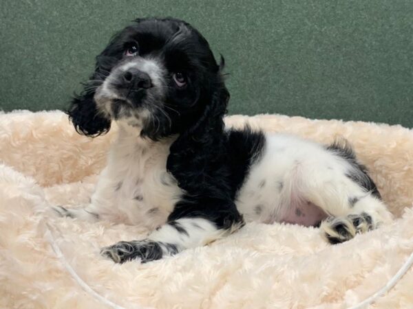 Cocker Spaniel DOG Male Black & White 8326 Petland San Antonio, TX