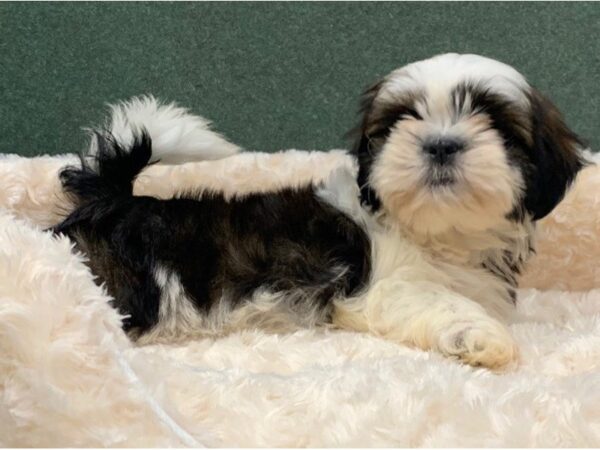 Shih Tzu-DOG-Male-Red Brindle & White-8327-Petland San Antonio, TX