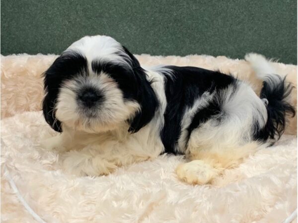 Shih Tzu DOG Male Black & White 8328 Petland San Antonio, TX