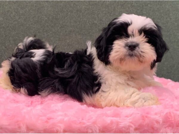 Shih Tzu DOG Female Black & White 8329 Petland San Antonio, TX