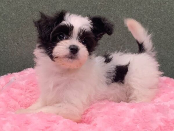 Papitese-DOG-Female-White Black & Tan-8331-Petland San Antonio, TX