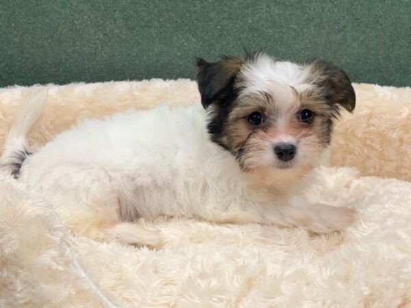 Papitese DOG Male White Black & Tan 8332 Petland San Antonio, TX