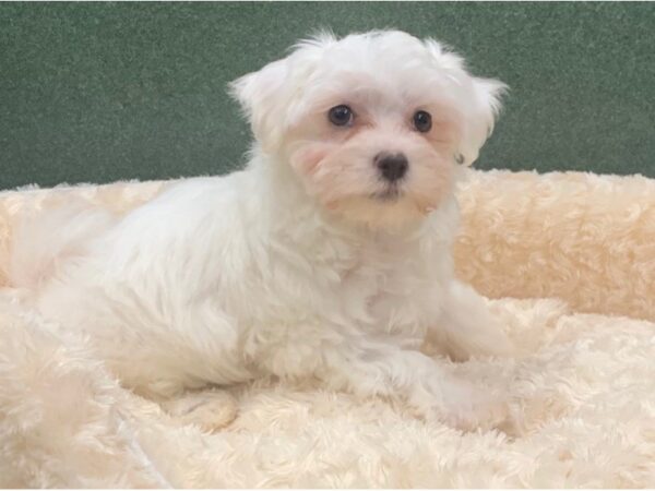 Maltese DOG Male White 8333 Petland San Antonio, TX