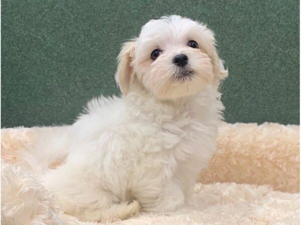 Maltese DOG Male White 8335 Petland San Antonio, TX