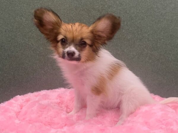 Papillon DOG Female Brown & White 8336 Petland San Antonio, TX