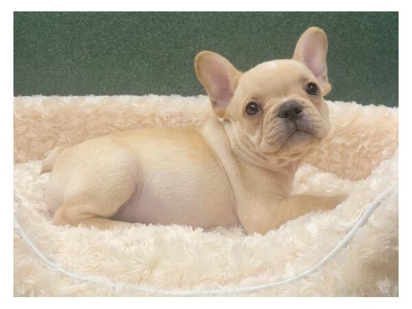 French Bulldog DOG Male Cream 8337 Petland San Antonio, TX