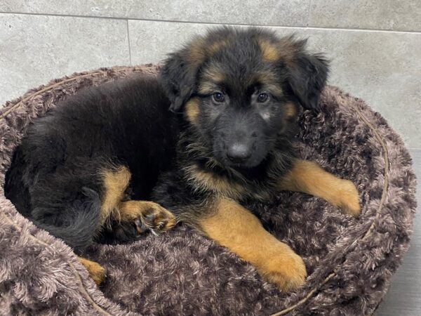 German Shepherd DOG Male Black & Tan 8406 Petland San Antonio, TX