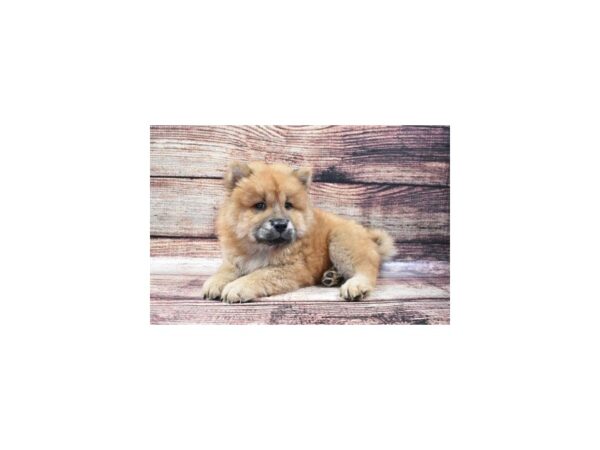 Chow Chow DOG Male Red 8348 Petland San Antonio, TX