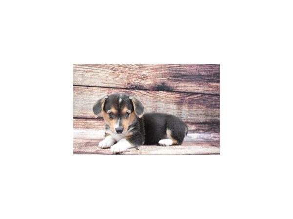 Pembroke Welsh Corgi DOG Female Black and Tan 5242 Petland San Antonio, TX