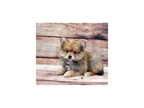 Pomeranian-DOG-Male-Red-5243-Petland San Antonio, TX