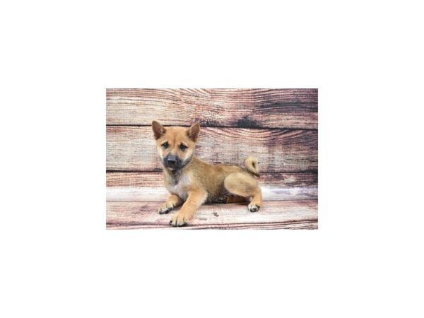 Shiba Inu-DOG-Male-Red-5245-Petland San Antonio, TX