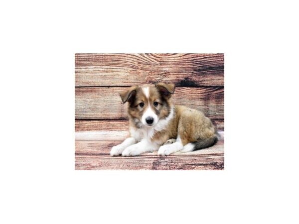 Shetland Sheepdog DOG Female Sable and White 5244 Petland San Antonio, TX