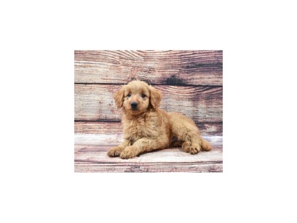 Mini Goldendoodle 2nd Gen DOG Male Golden 5241 Petland San Antonio, TX