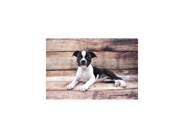 Boston Terrier DOG Female Black and White 5240 Petland San Antonio, TX