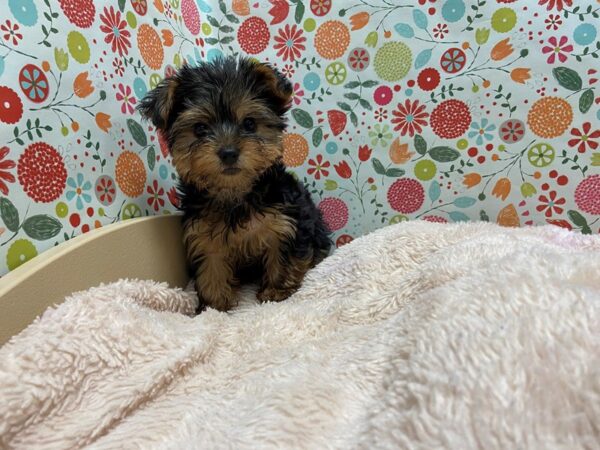 Yorkshire Terrier DOG Male blk & tn 5247 Petland San Antonio, TX